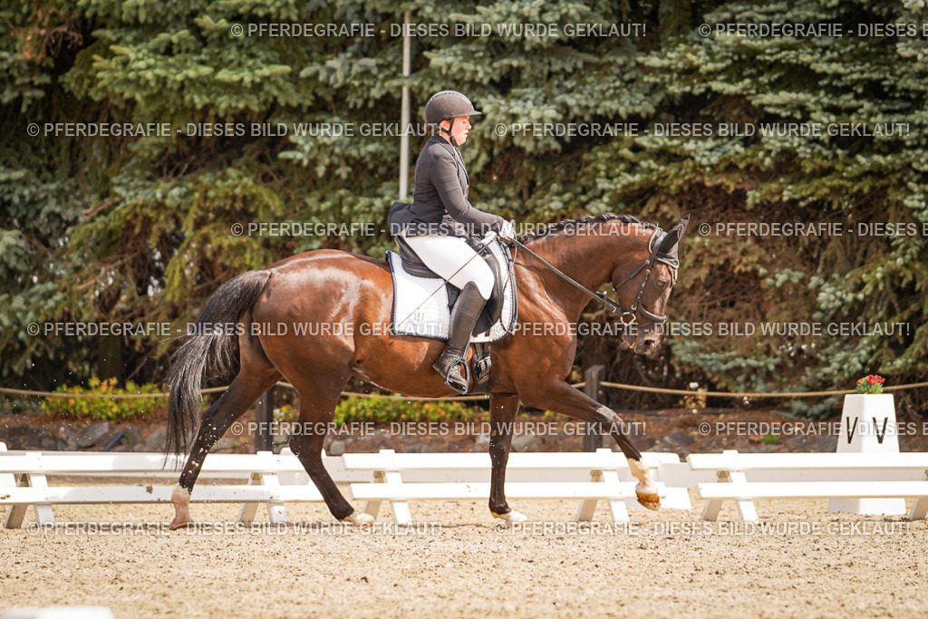 DSC01546 | Pferdegrafie