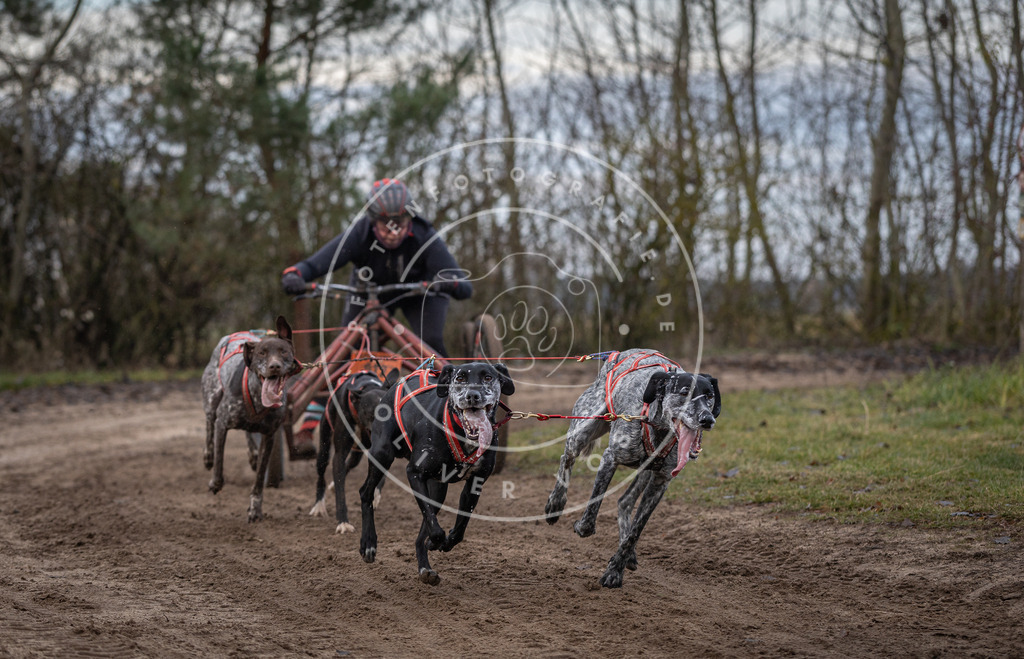 Pfotenfotografie_DV3A6028 | Hundefotografie, Tierfotograf, Pfotenfotografie, Fotoshooting Hund, Hunde Portrait, Hundesport, Hundeportraits, Heideshooting, Hunde, Sportfotograf, Hundefotograf, Turnierhundsport, THS,  - Realisiert mit Pictrs.com