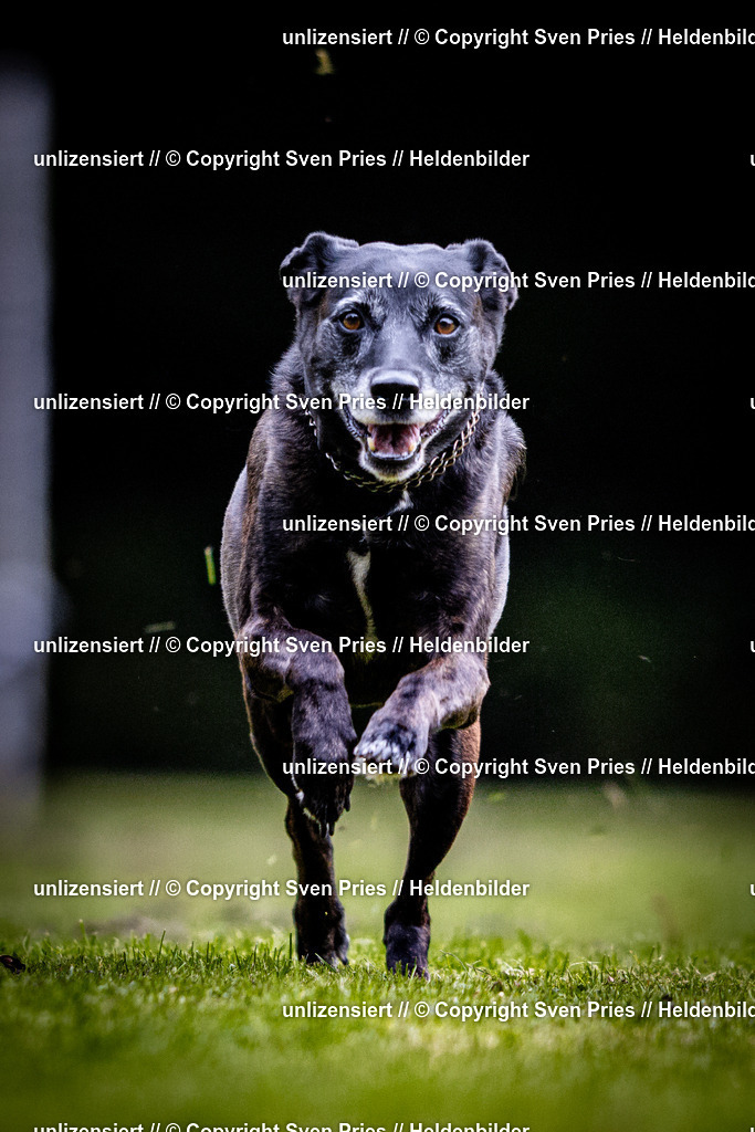Sven Pries | 2025-10-03 - Hunderennen Obergrombach - Realisiert mit Pictrs.com