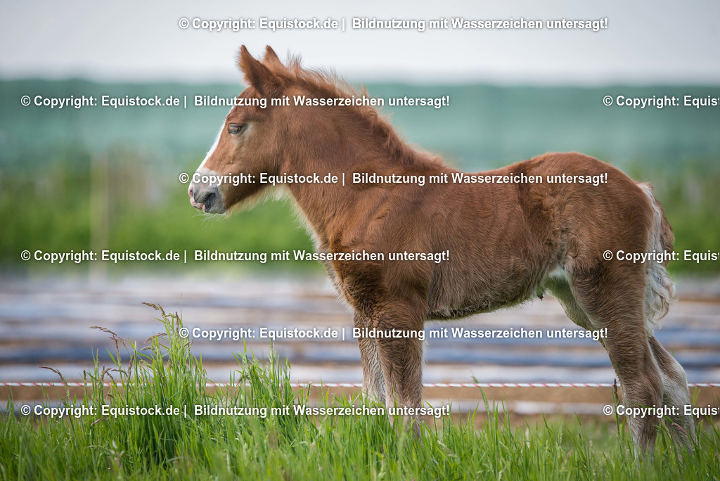 20160504_Fohlen_0051 | Foto: Thomas Hartig