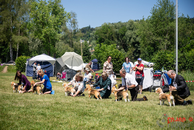 Dogshow CACIB Sonntag in Aarau | Dogshow CACIB Sonntag in Aarau. 25.06.2023 Foto: LeoWyden