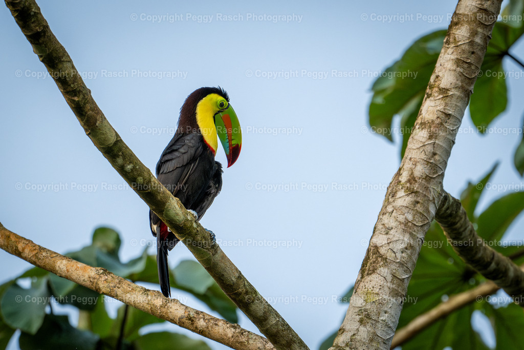 Tukan groß (7 von 9) | PeggyRaschPhotography - Realisiert mit Pictrs.com