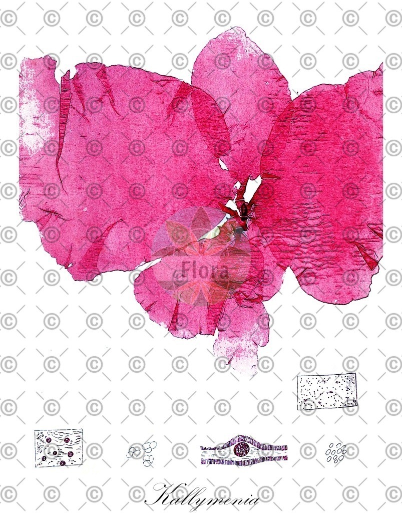 HistAbb_wfo-0000220583_1_ENZY_Simple | Historische Abbildung von Kallymenia - Kallymeniaceae (0) | Historical Illustration of Kallymenia - Kallymeniaceae (0)