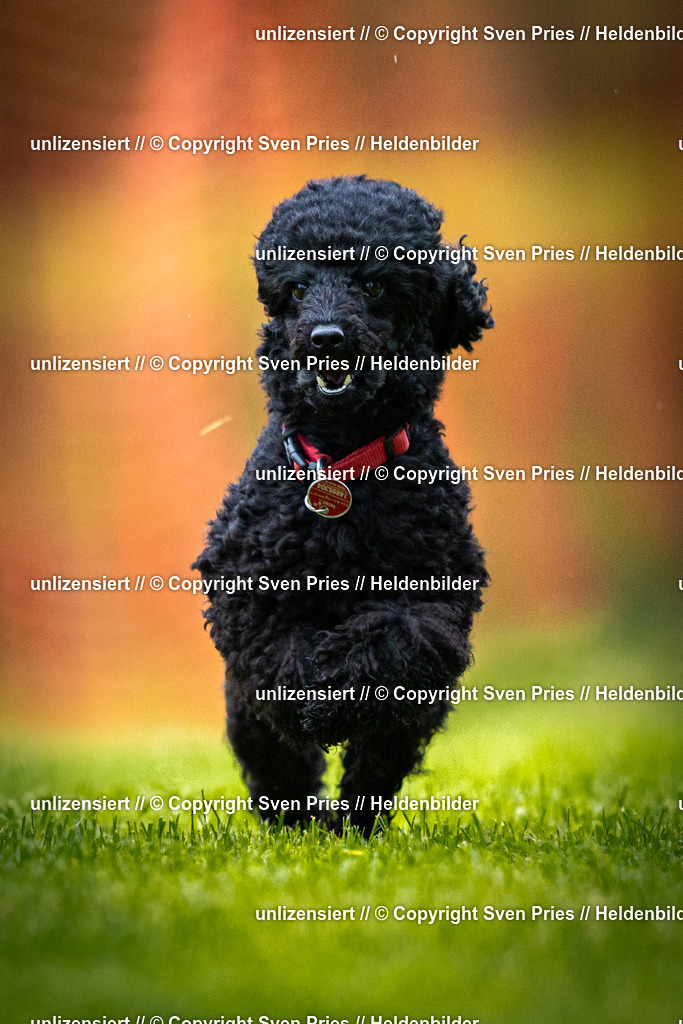 Sven Pries | 2025-09-21 - Hunderennen Baden-Oos - Realisiert mit Pictrs.com