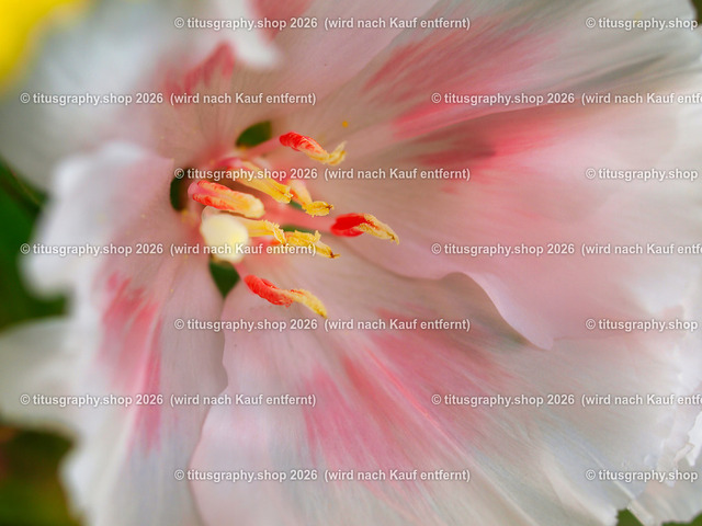 titusgraphy_P7173249-vz-ln | titusgraphy-shop: Geschenkideen mit Qualitätsfotos. titusgraphy-shop: gift ideas with quality photos. titusgraphy-shop: idées cadeaux avec photos de qualité.  - Realisiert mit Pictrs.com