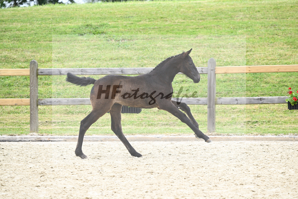 Kat-Nr. 14 SF Hickstead White_Schober_17230292 | hf-fotografie - Realizzato con Pictrs.com