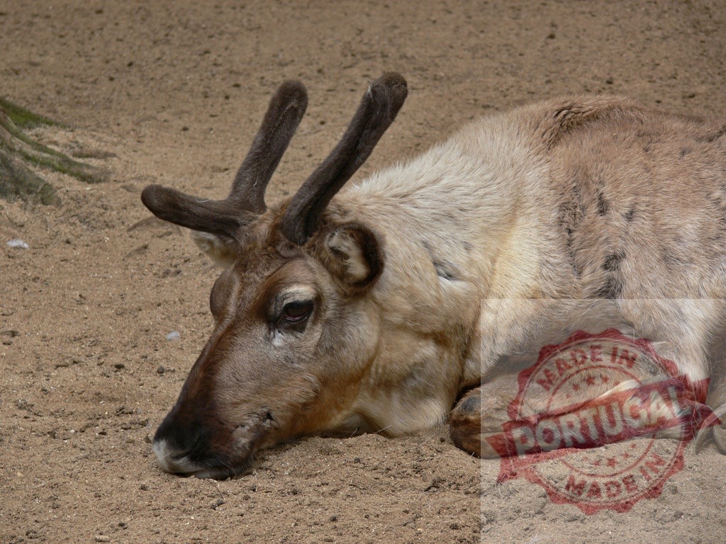 Caribou animal resting on sand with antlers | Caribou animal resting on the ground with young antlers growing - Realisiert mit Pictrs.com