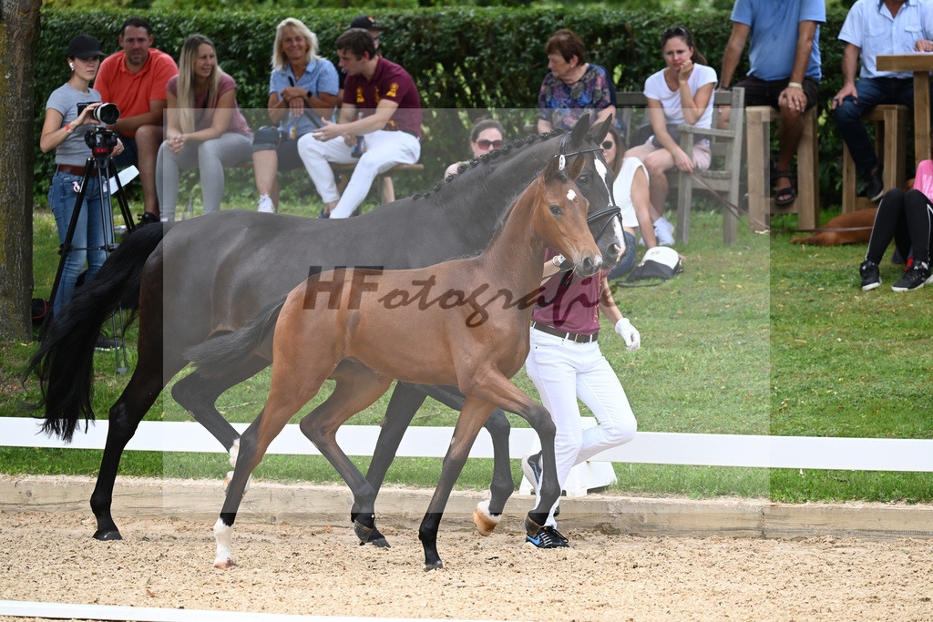 Kat-Nr. 29 SF DSP Va Bene x Sandro Hit_Maurer_27230454 | hf-fotografie - Realisiert mit Pictrs.com