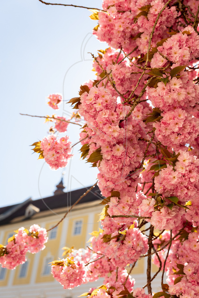 Zierkirschblüte Seitenstetten | Ihre Fotografin im Lungau, ihre Fotografin im Mostviertel, Wandbilder Onlineshop, Imagefotos für Ihr Unternehmen,  - Realisiert mit Pictrs.com