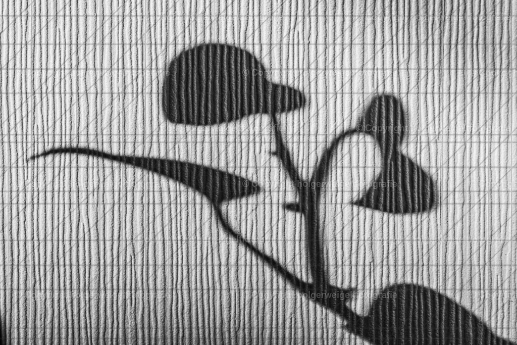 Shadow | Kaufen sie online außergewöhnliche Fotografien auf Leinwand Acrylglas Fotoprint Aludibond von holgerweigeltfotografie - Realisiert mit Pictrs.com