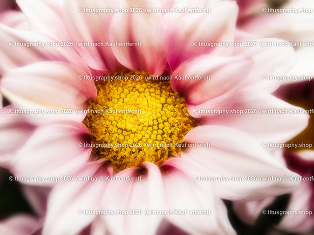 titusgraphy-P6100535_var-134 | Fotokunstarbeit aus der INSTAGRAM-Gallerie auf titusgraphy.eu - Realisiert mit Pictrs.com