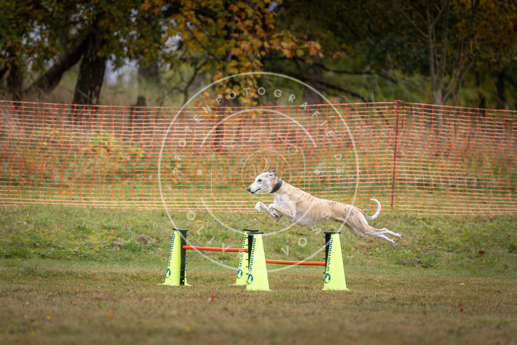Pfotenfotografie_DV3A1368 | Hundefotografie, Tierfotograf, Pfotenfotografie, Fotoshooting Hund, Hunde Portrait, Hundesport, Hundeportraits, Heideshooting, Hunde, Sportfotograf, Hundefotograf, Turnierhundsport, THS,  - Realisiert mit Pictrs.com