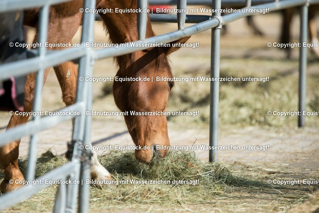 20170312_Fuchs_auf_Paddock_0001 | equistock