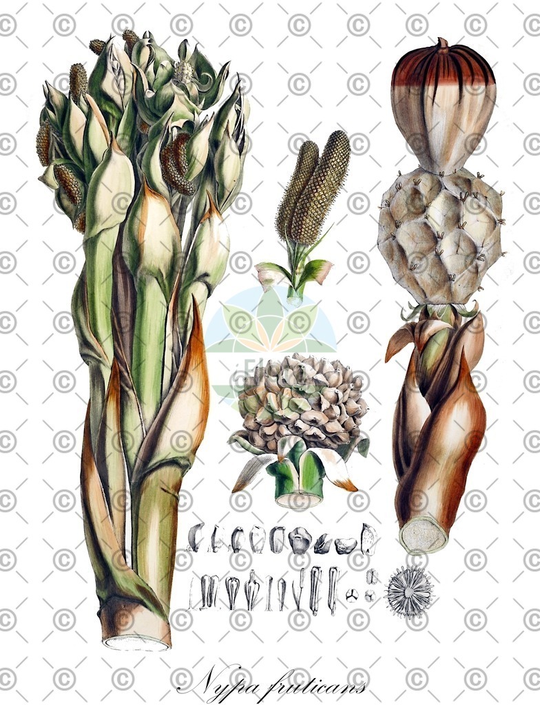 HistAbb_wfo-0000252566_4_ENZY_Simple | Historische Abbildung von Nypa fruticans - Arecaceae | Historical Illustration of Nypa fruticans - Arecaceae