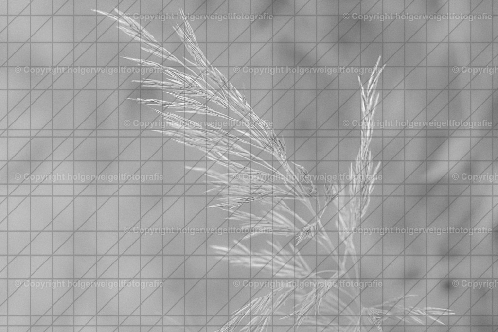 Gras | Kaufen sie online außergewöhnliche Fotografien auf Leinwand Acrylglas Fotoprint Aludibond von holgerweigeltfotografie - Realisiert mit Pictrs.com
