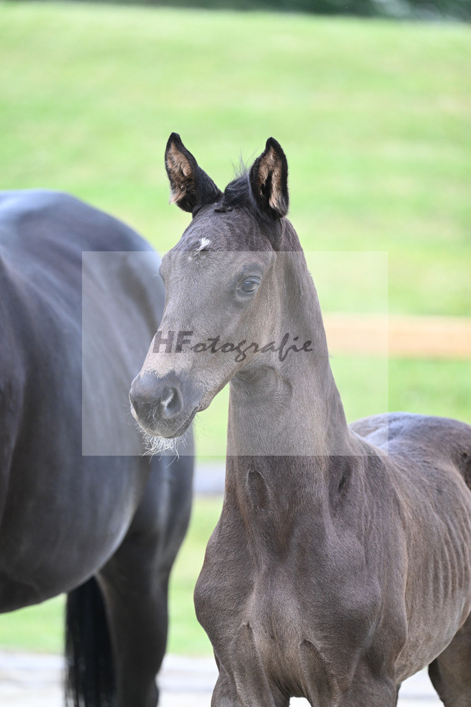 Kat-Nr. 25 HF DSP Feliciano_Penninger_17230716 | hf-fotografie - Realizzato con Pictrs.com