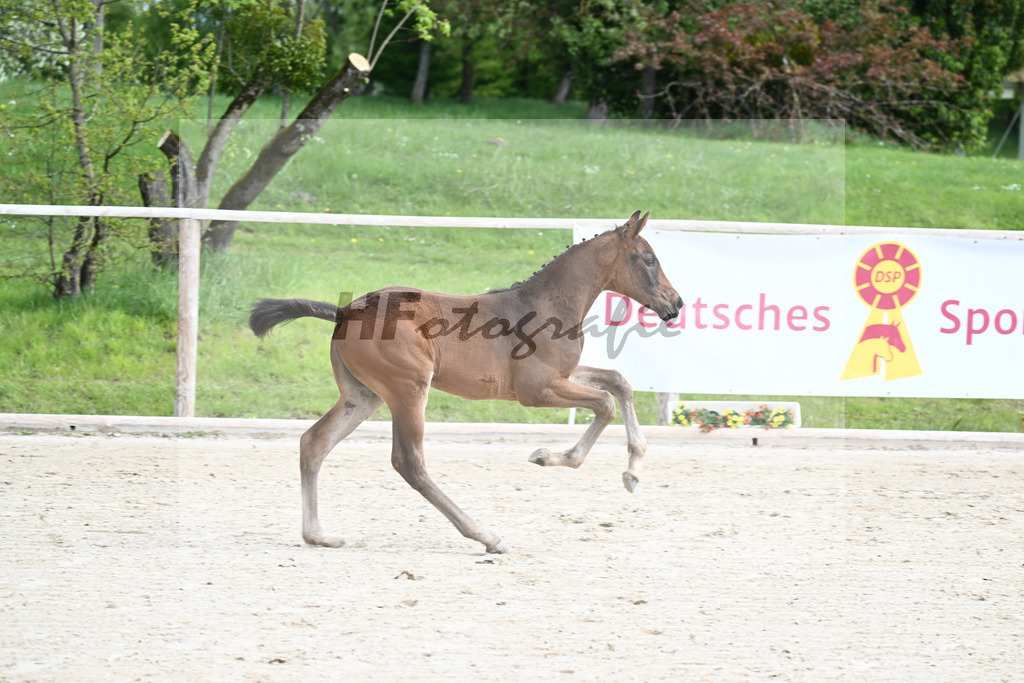 Glamourdale x San Muscadet_SF_Rattenhuber_11240049 | hf-fotografie - Realisiert mit Pictrs.com