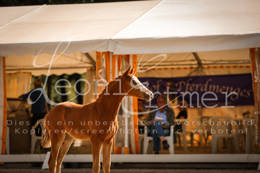 10.DoRP00205 | Leoni Ertmer Photography - Realisiert mit Pictrs.com