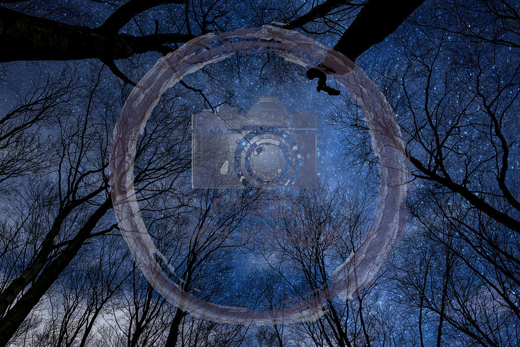 Finsterwald | Fotograf, Fotografin, Portraitfotograf, Kunstfotograf, Fotoshop Fineart, Fotoshop Kunstfotografie, Fotos kaufen, Pixeljourney, Doreen Riedel, Natur, Tiere, Architektur, Kunst, Makro