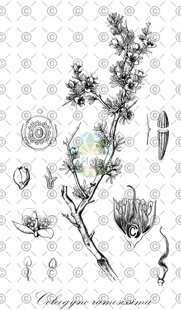 HistAbb_wfo-0000614685_1_ENZY_Simple | Historische Abbildung von Coleogyne ramosissima - Rosaceae | Historical Illustration of Coleogyne ramosissima - Rosaceae