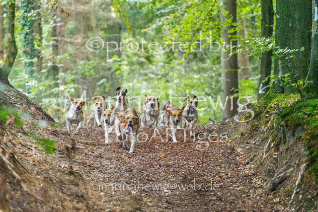 Jagd Perdoel_MarinaHewigMCH04673 | Fotografie, FotoArt, PferdesportArt, Pferdesportfotografie, Landschaftsfotografie, Reisefotografie, Reise, Pferde - Realisiert mit Pictrs.com