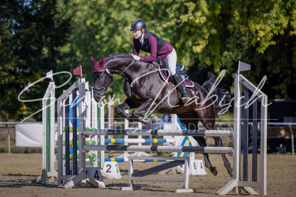 20250906-_3LI3322 | Tierfotografie Pferde, Hunde, Katzen, Haustiere.
Turnierfotografie Reitturniere, Reiten, Springreiten, Dressur in Hanau, dem Main-Kinzig-Kreis und dem Rhein-Main- Gebiet um Frankfurt