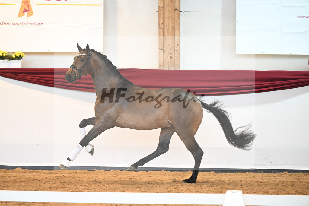 Kat-Nr. 39 v. Jovian_Dahlhoff_66221010 | hf-fotografie - Realisiert mit Pictrs.com