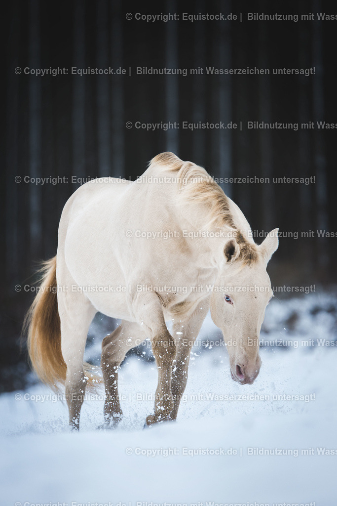 TS_20170108_Cremello_im_Schnee_0001 | Foto: Thomas Hartig