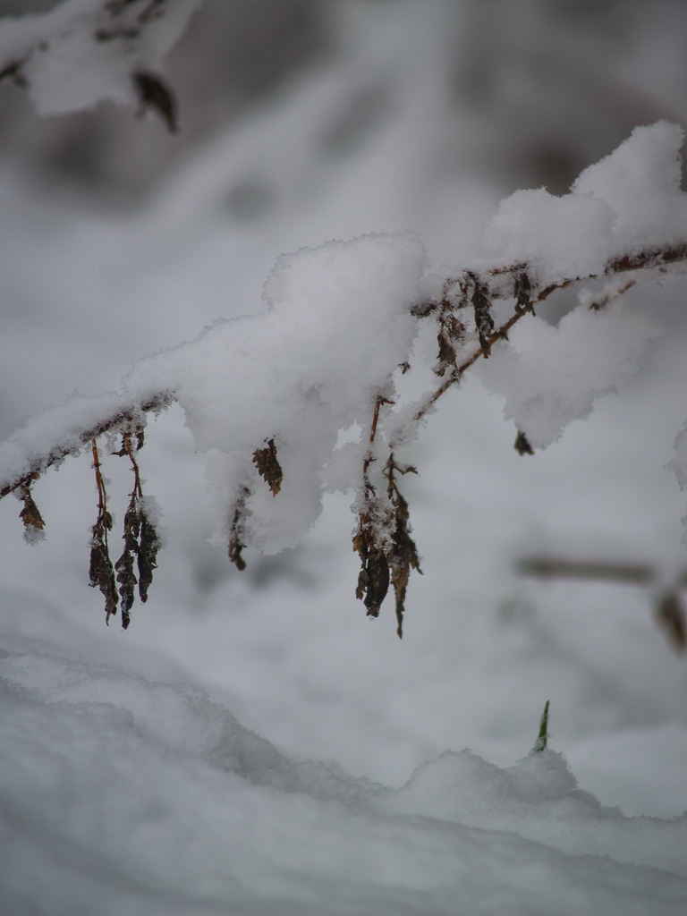 PSX_20230206_225217 | OLYMPUS DIGITAL CAMERA - Realisiert mit Pictrs.com