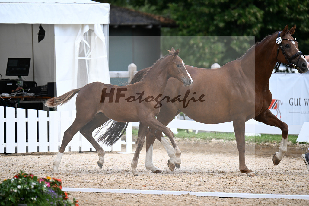 Kat-Nr. 37 Va Bene x Sancisco_HF_Saracino_29251042 | hf-fotografie - Realizzato con Pictrs.com