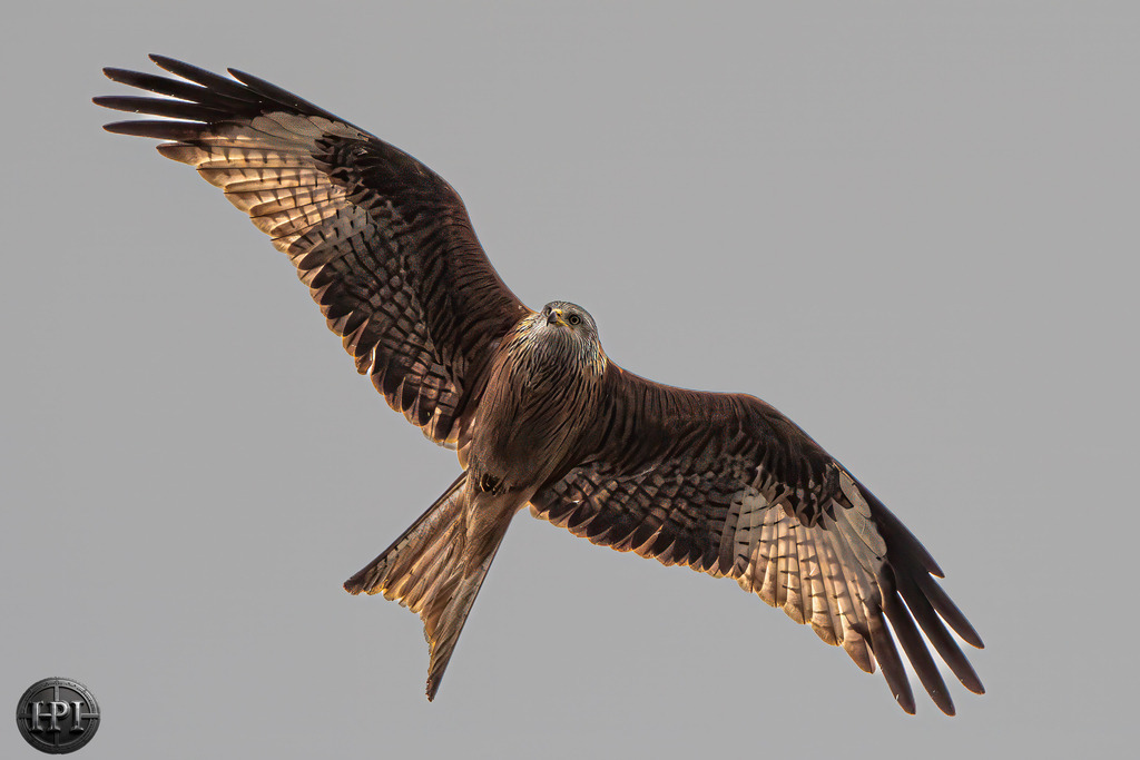 Rotmilan | Holzisphotography, Landschaftsfotografie, Wildlifefotogorafie - Realisiert mit Pictrs.com