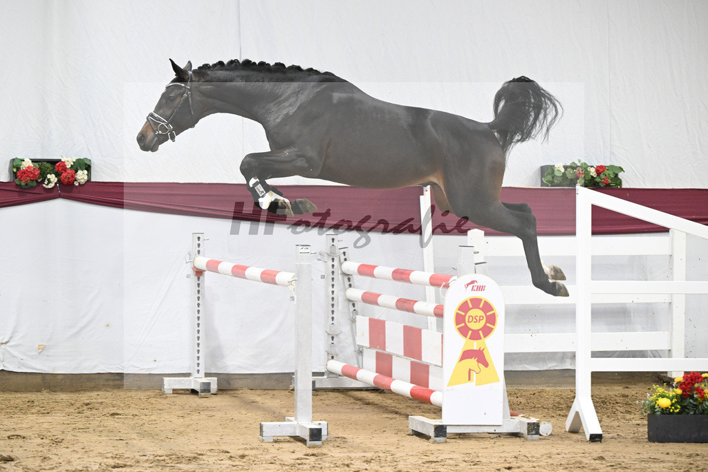 Kat-Nr. 78 Conthalou x Cornet Obolensky_Benjamin Maier_47252732 | hf-fotografie - Realisiert mit Pictrs.com