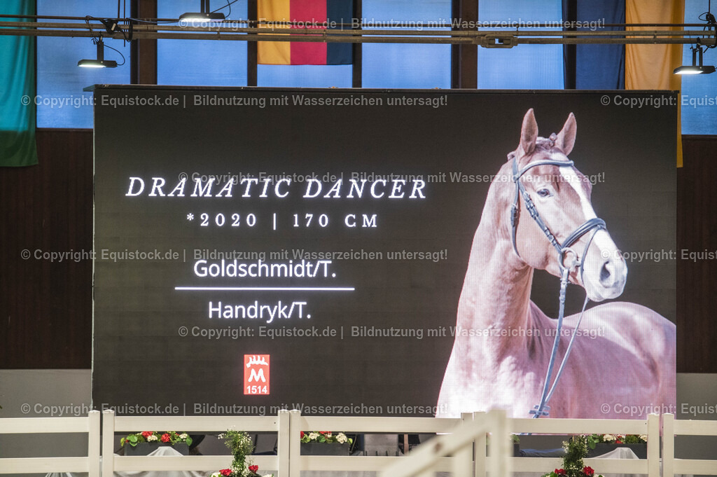 20240302_Hengstvorstellung_Marbach_TOMsPiC_0330 | equistock
