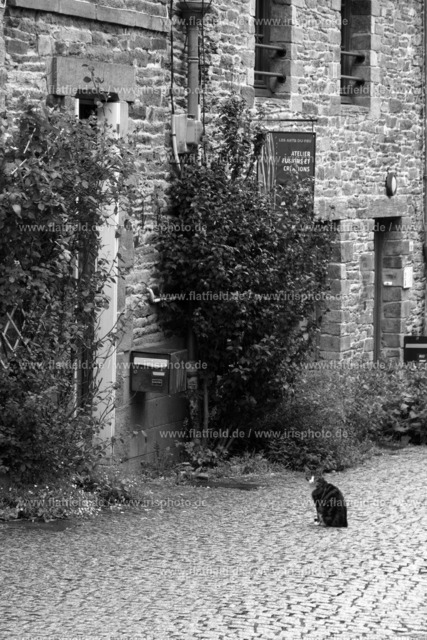 Katze in der Stadt / La Gacilly | La Gacilly, Bretagne