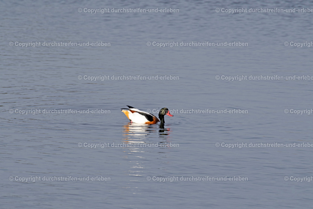 Eine Brandgans schwimmt auf einem Teich. | Eine Brandgans (Tadorna tadorna ) im November auf einem Teich im Naturschutzgebiet Rieselfelder in Münster. Seit 1985 soll es diese Gänse hier geben. A shelduck on a pond in the nature protection area Rieselfelder in Münster. Since 1985 these geese are living here, it is told. - Realisiert mit Pictrs.com
