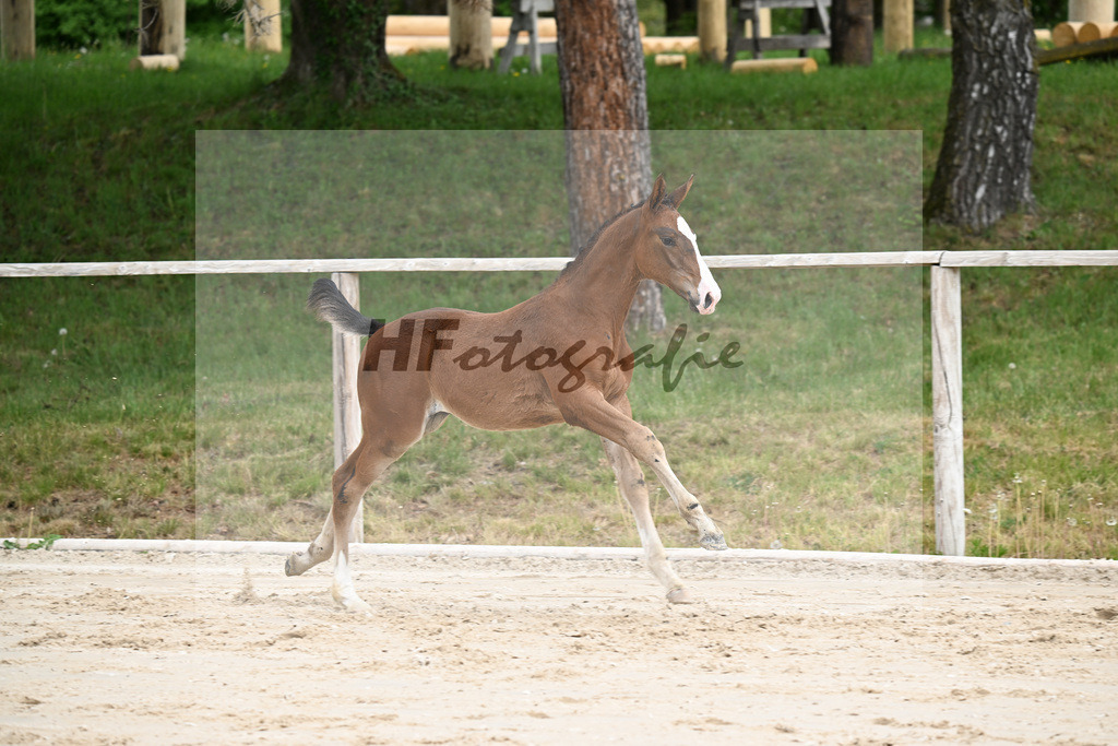 Kat-Nr. 5 HF Aganix du Seigneur x Dominator Z_Daurer_24260061 | hf-fotografie - Realisiert mit Pictrs.com