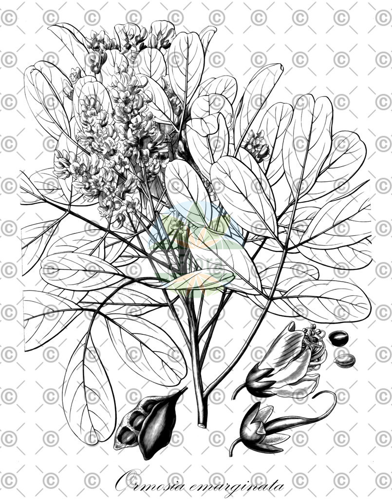 HistAbb_wfo-0001040480_1_ENZY_Simple | Historische Abbildung von Ormosia emarginata - Fabaceae | Historical Illustration of Ormosia emarginata - Fabaceae