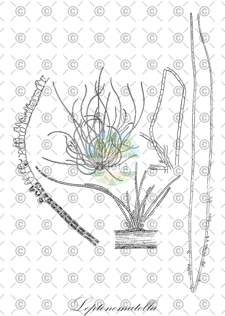 HistAbb_wfo-0000226288_1_ENZY_Simple | Historische Abbildung von Leptonematella - Chordariaceae (0) | Historical Illustration of Leptonematella - Chordariaceae (0)