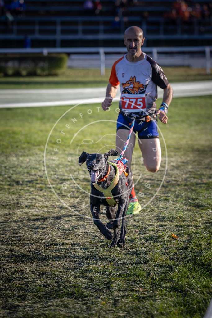 CaniXpix_DV3A2732 | Hundefotografie, Tierfotograf, Pfotenfotografie, Fotoshooting Hund, Hunde Portrait, Hundesport, Hundeportraits, Heideshooting, Hunde, Sportfotograf, Hundefotograf, Turnierhundsport, THS,  - Realisiert mit Pictrs.com