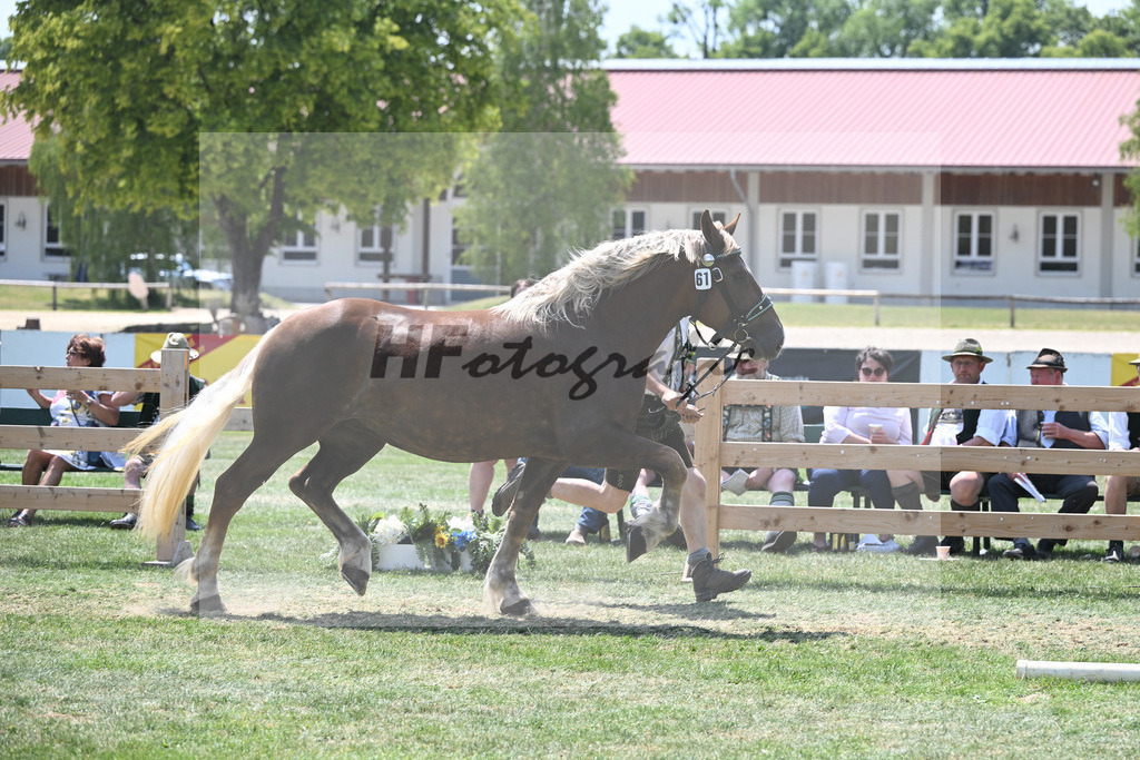 Kat-Nr. 61 Edda_Ammersinn_20230999 | hf-fotografie - Realisiert mit Pictrs.com