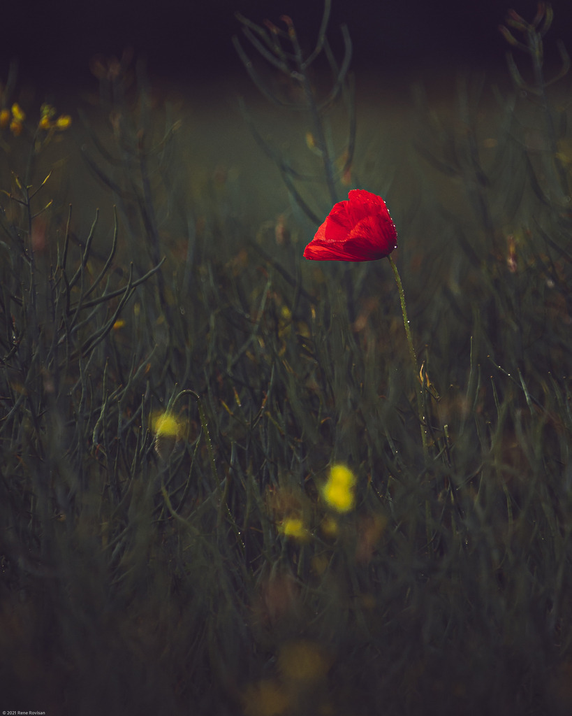 _DSC3645 | renerovisanfotoart.com