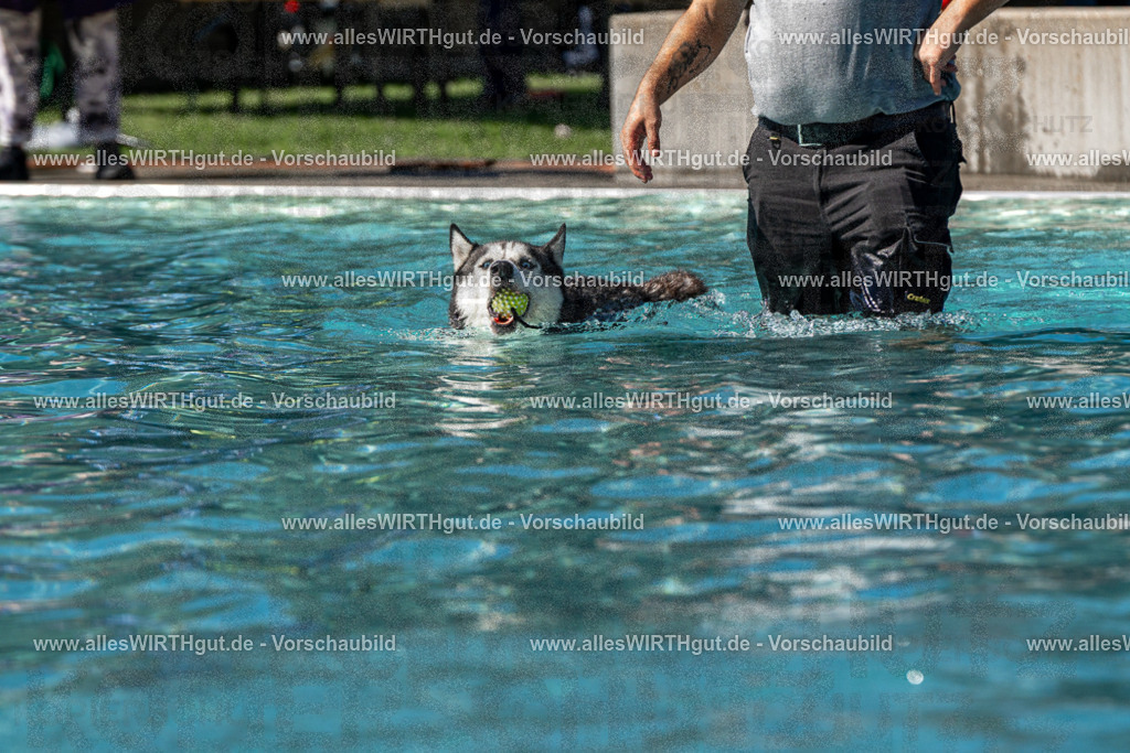Hundeschwimmen_Volksbad_2026-allesWIRTHgut_Tierfotografie-2609061246-FAY06565 | Professionelle Tierfotografie in Mönchengladbach von Daniel Wirth (allesWIRTHgut). Liebevolle & natürliche Bilder von Hunden & Katzen für unvergessliche Erinnerungen.