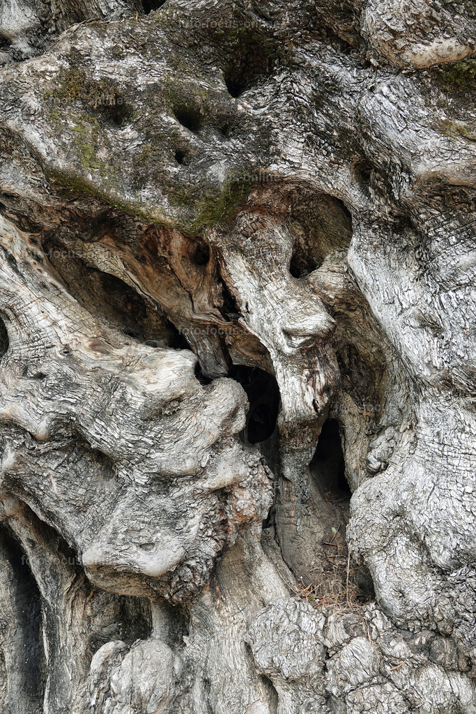 Olives | foto-focus-online