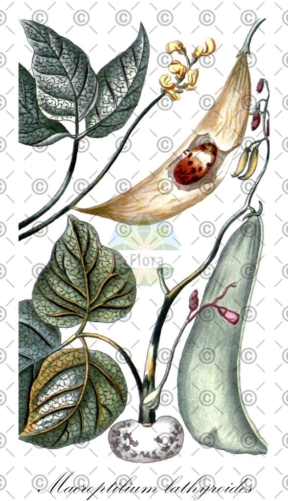 HistAbb_wfo-0001104172_1_ENZY_Simple | Historische Abbildung von Macroptilium lathyroides - Fabaceae | Historical Illustration of Macroptilium lathyroides - Fabaceae