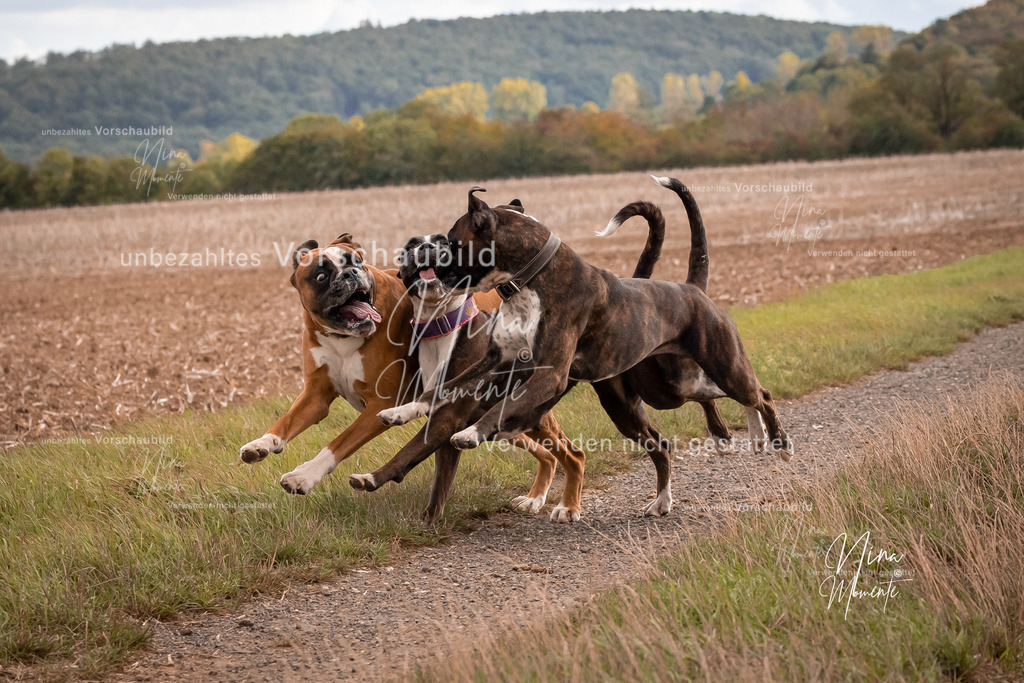 _16A8948-1 | Einzigartige Fotos von Hunden & Menschen –Actionfotos, Portraits, Vereinsaufnahmen & Paarshootings – authentisch, lebendig & mit Herz.
