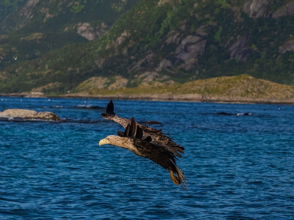 P1001611-LR-topaz-denoise-enhance | Natur im Moment - Realisiert mit Pictrs.com