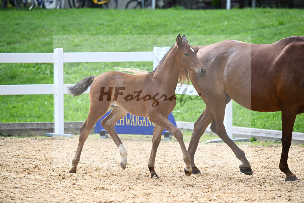 Kat-Nr. 34 Bon Vivaldi x Real Diamond_Zimmermann-Henken_27141067 | hf-fotografie - Realisiert mit Pictrs.com