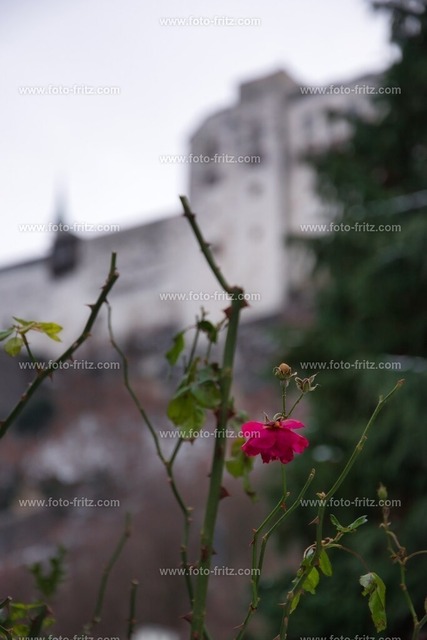 JAN_1232 | www.foto-fritz.com - Realisiert mit Pictrs.com