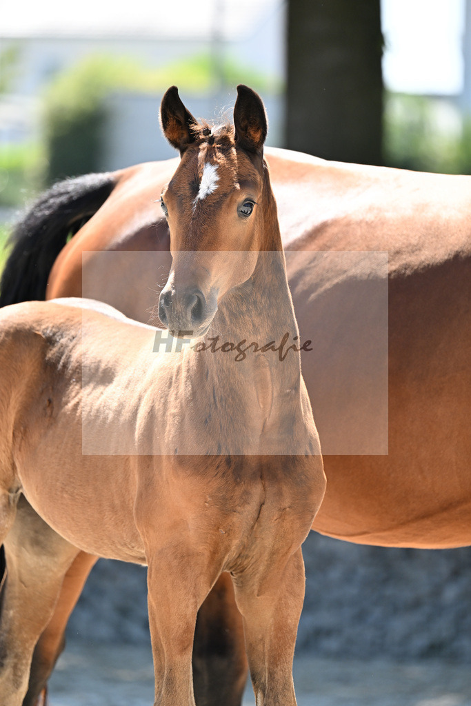 Kat-Nr. 9 Decurio x Argentinus_SF_Burghart_26250421 | hf-fotografie - Realisiert mit Pictrs.com