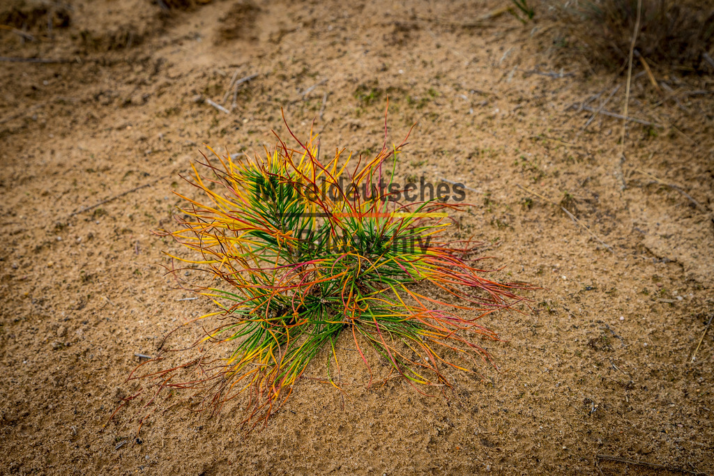 innerdeutsche Grenze Grünes Band Arendsee-2043 | Die innerdeutsche deutsch-deutsche Grenze, das Grüne Band - Realisiert mit Pictrs.com